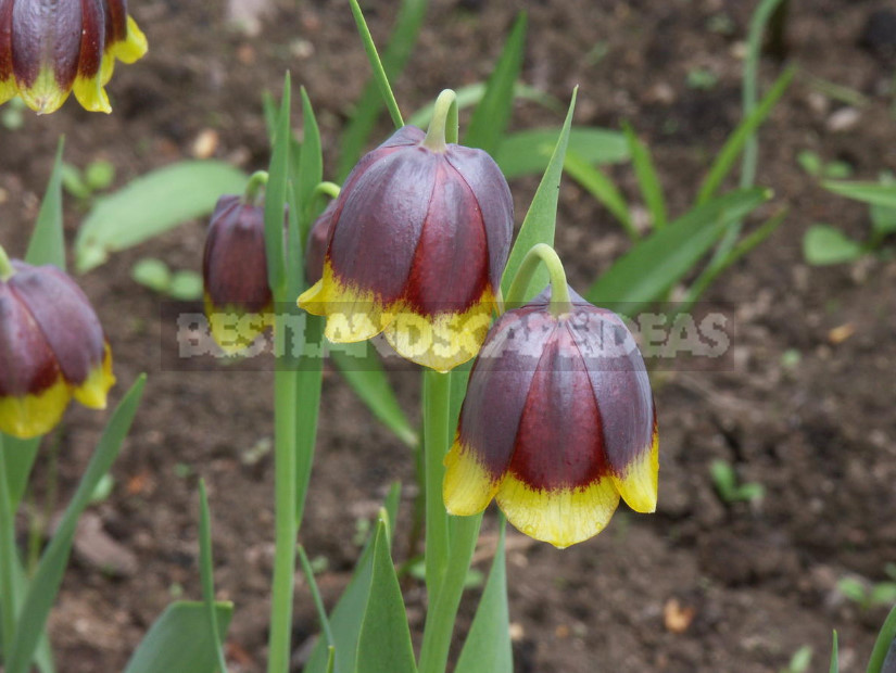 Fritillaria: Species and Characteristics of Cultivation