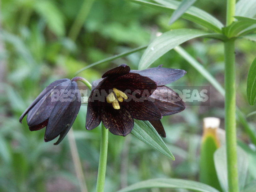 Fritillaria: Species and Characteristics of Cultivation