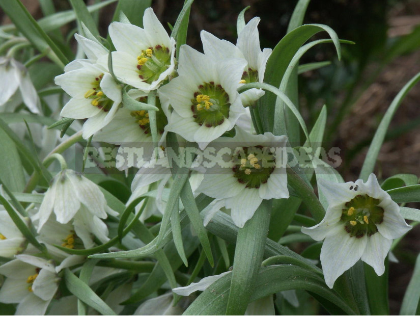 Fritillaria: Species and Characteristics of Cultivation