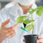 Stimulators of Plant Growth: the Correct Application (Part 2)
