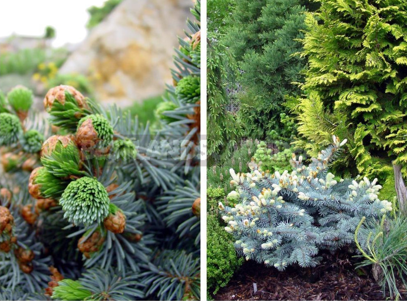 How to Choose Miniature Conifers for Your Garden