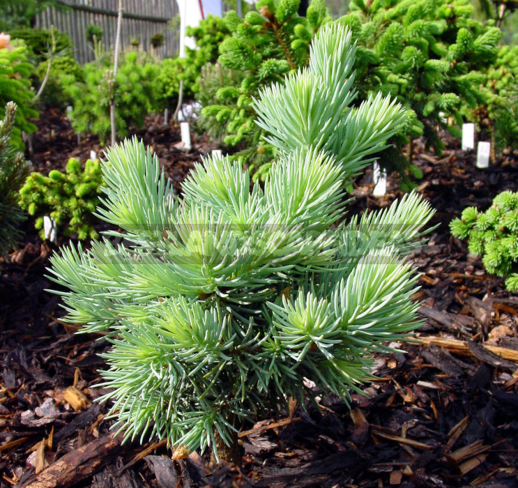 How to Choose Miniature Conifers for Your Garden