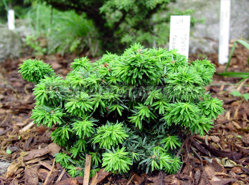 How to Choose Miniature Conifers for Your Garden