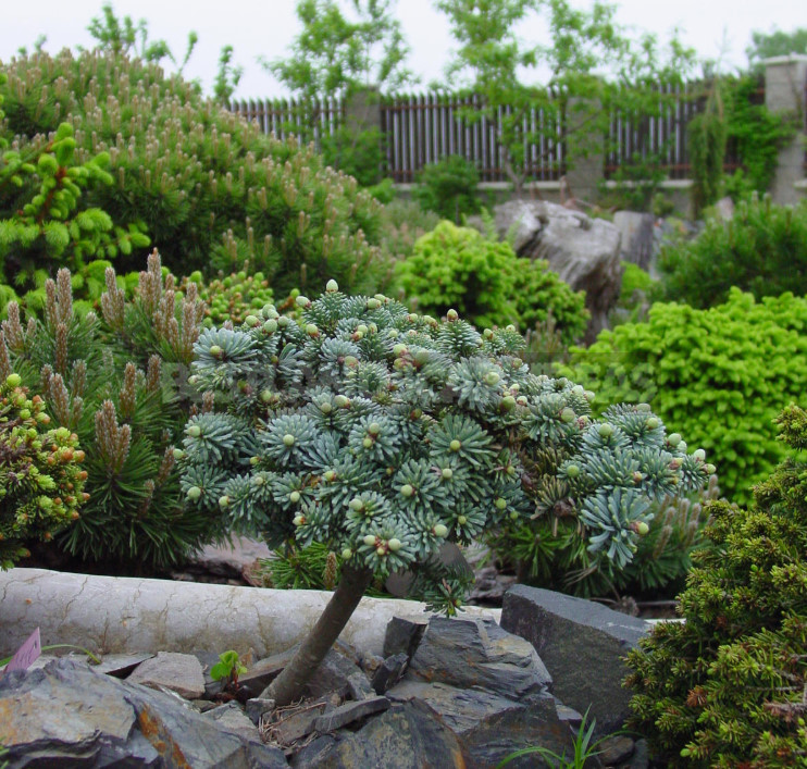 How to Choose Miniature Conifers for Your Garden