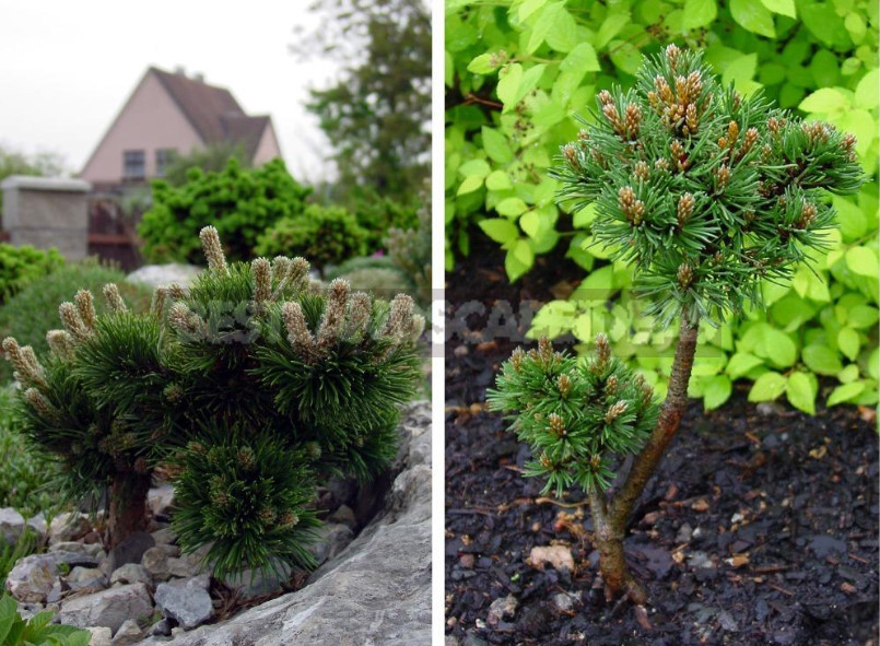 How to Choose Miniature Conifers for Your Garden