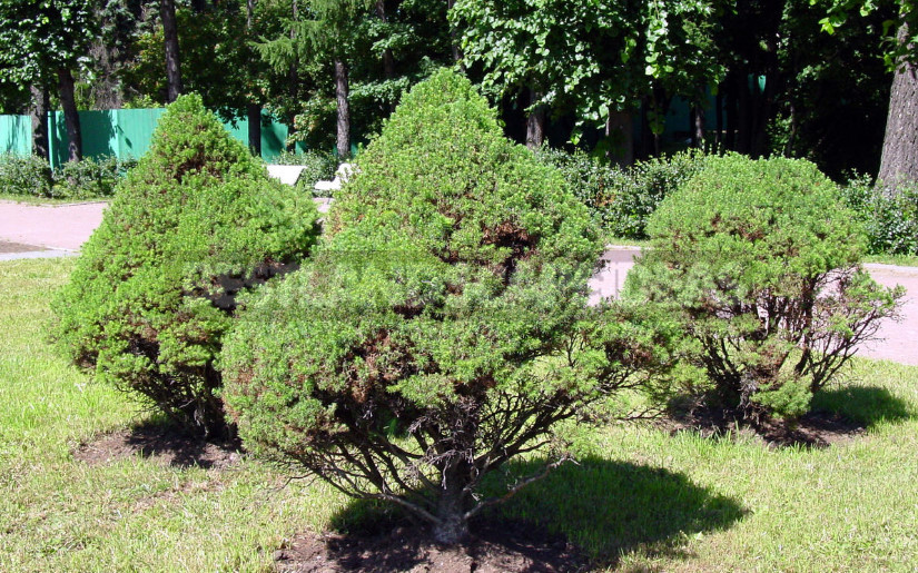 How to Choose Miniature Conifers for Your Garden