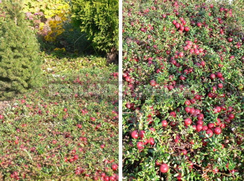 Garden Cranberry: the Experience of Growing Different Varieties
