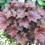 How to Grow Heuchera From Seed