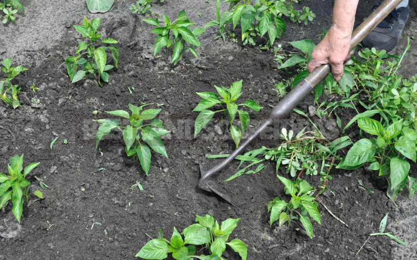 Garden Tools: Spring Readiness Check (Part 1)