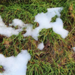 Lawn: Identify Problems by Signs and Solve