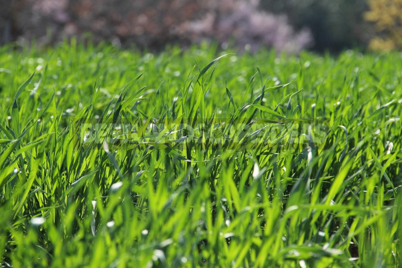 Lawn: Identify Problems by Signs and Solve