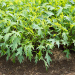 Japanese Cabbage Mizuna: Cultivation, Varieties (Part 1)