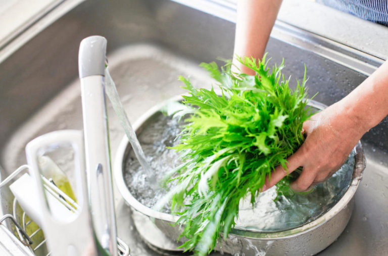 Japanese Cabbage Mizuna Cultivation, Varieties (Part 2) Best