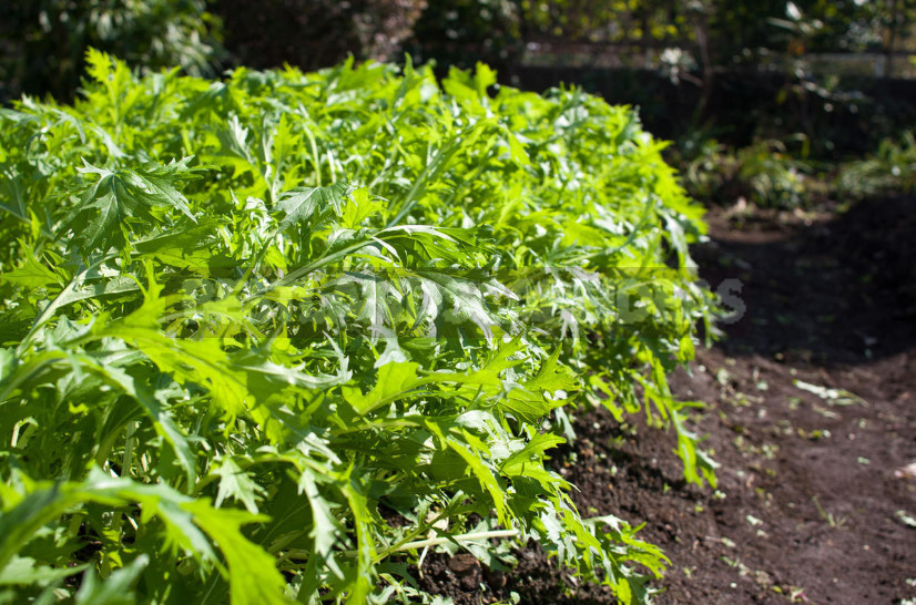 Japanese Cabbage Mizuna: Cultivation, Varieties (Part 1)