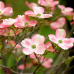 North American Decorative Dogwood