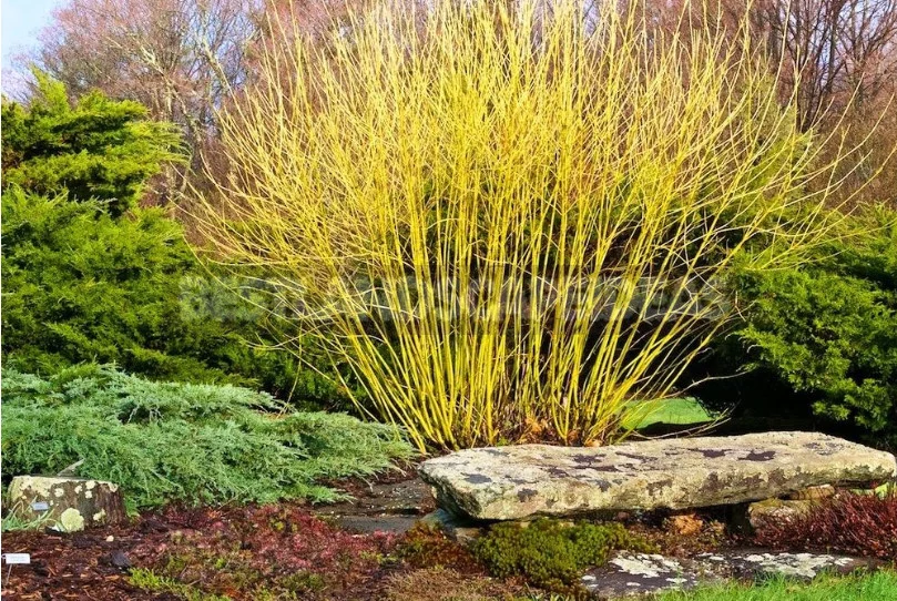 North American Decorative Dogwood