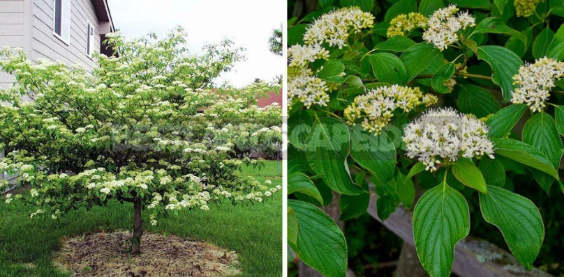 North American Decorative Dogwood