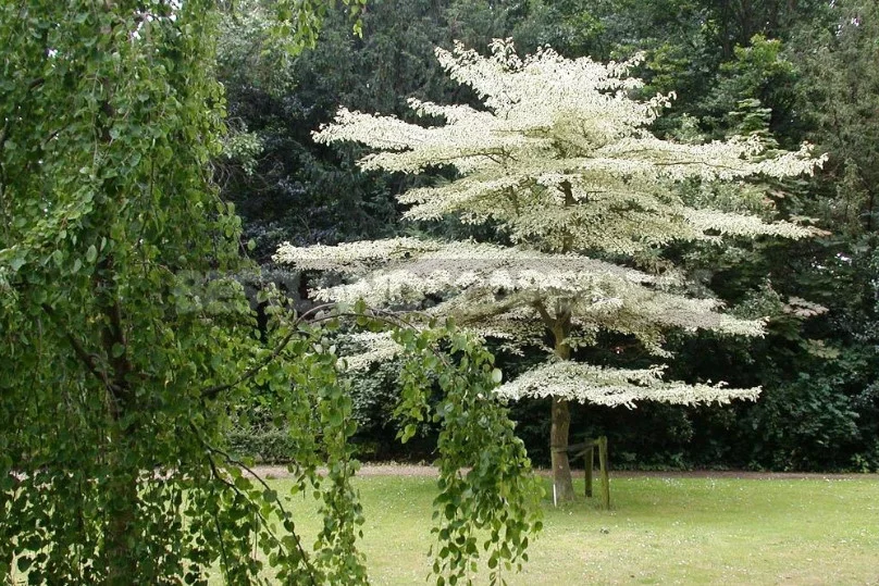 North American Decorative Dogwood