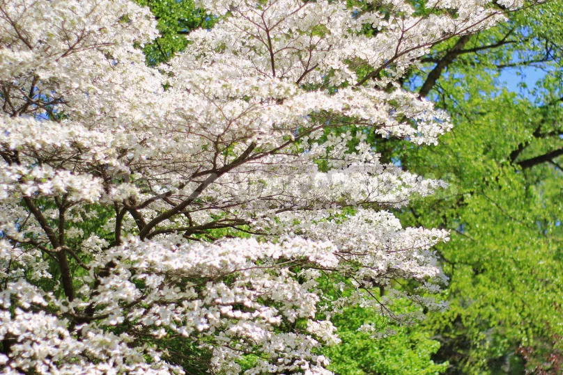 North American Decorative Dogwood