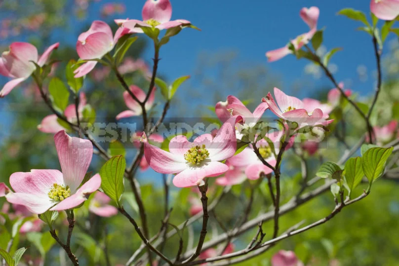 North American Decorative Dogwood