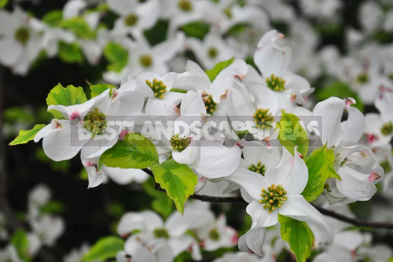 North American Decorative Dogwood