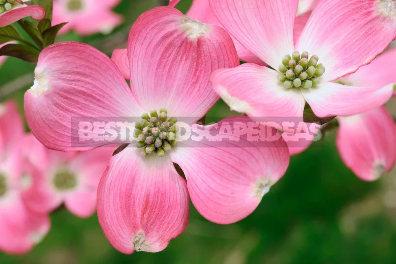 North American Decorative Dogwood
