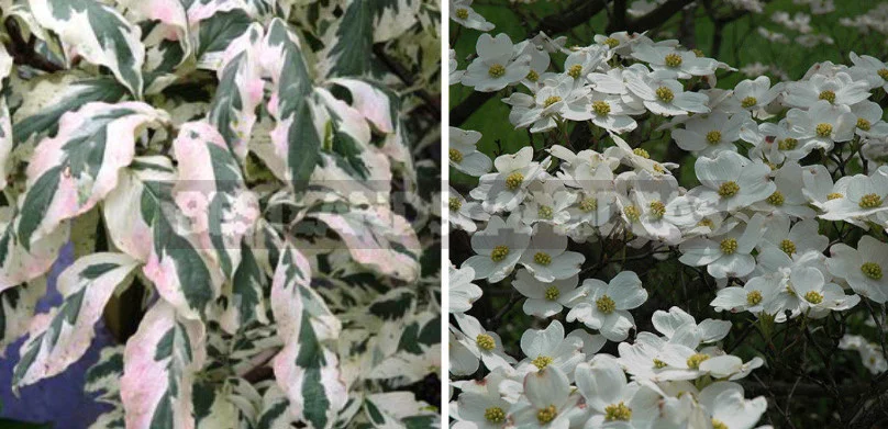 North American Decorative Dogwood