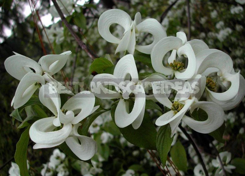 North American Decorative Dogwood