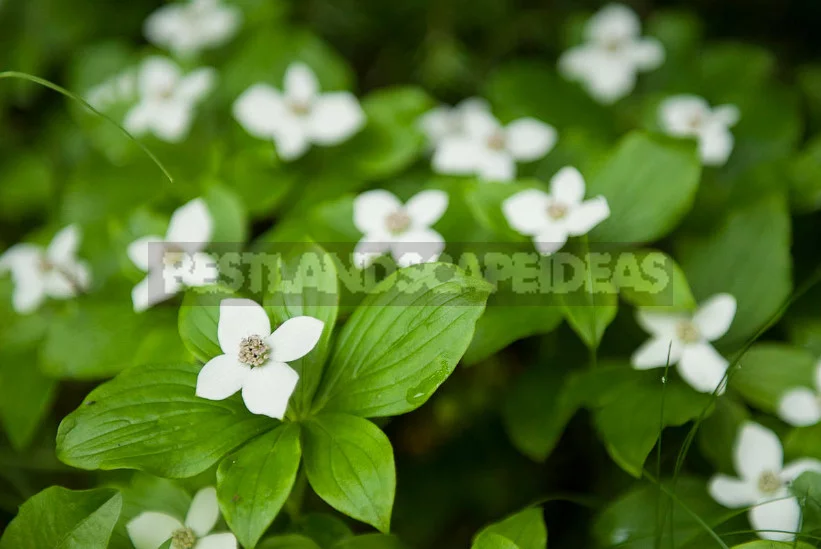 North American Decorative Dogwood