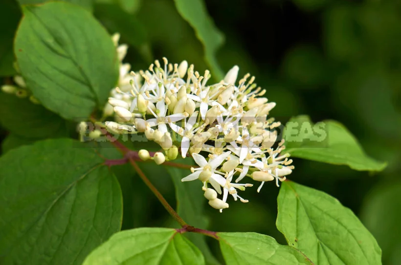 North American Decorative Dogwood