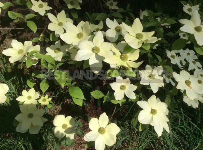 North American Decorative Dogwood