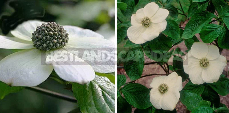 North American Decorative Dogwood
