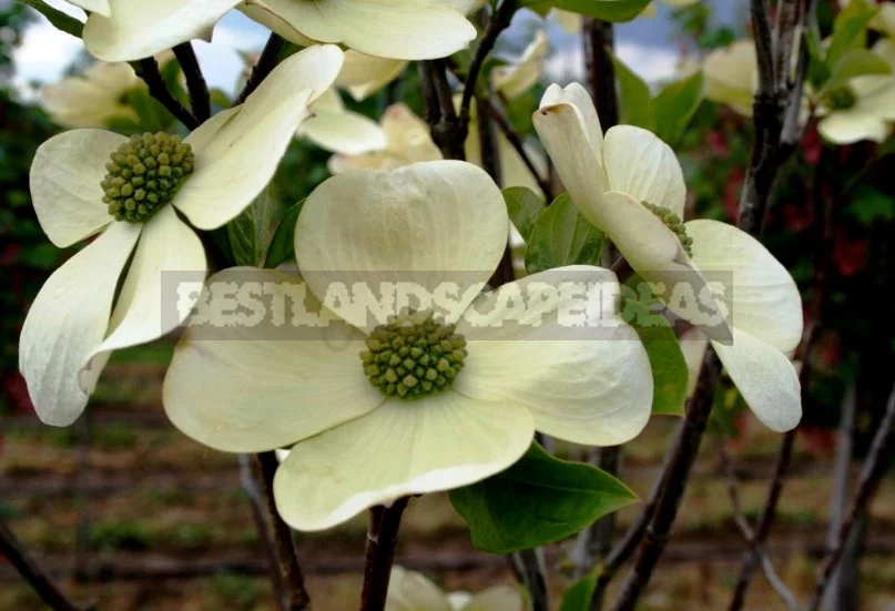 North American Decorative Dogwood