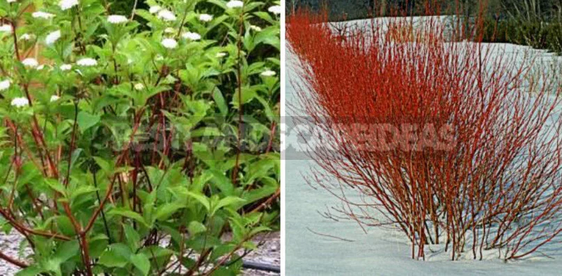 North American Decorative Dogwood