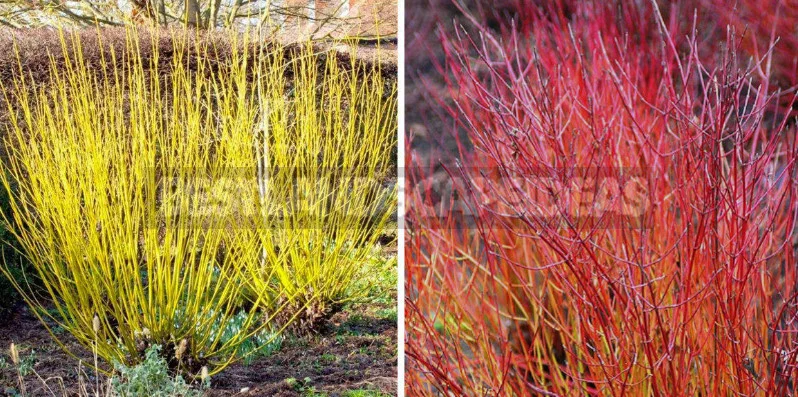 North American Decorative Dogwood