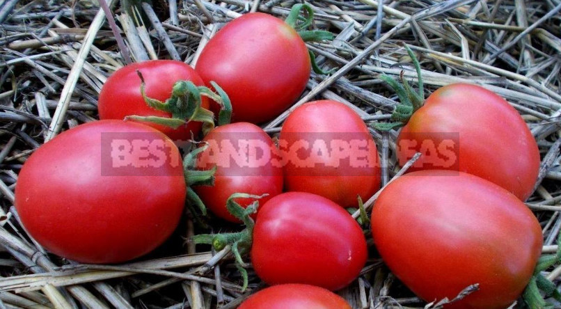 Pink and Crimson Tomatoes: Excellent Salad Varieties