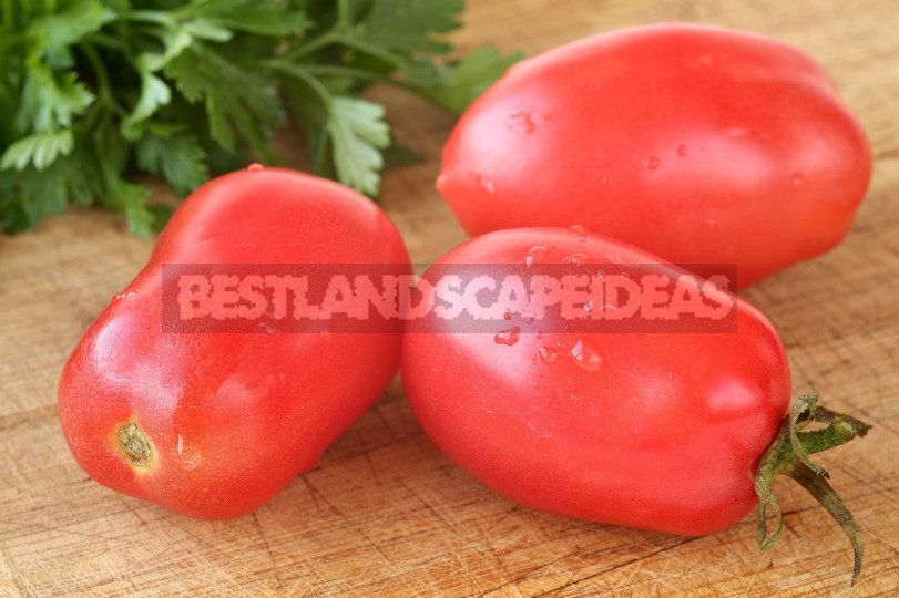 Pink and Crimson Tomatoes: Excellent Salad Varieties