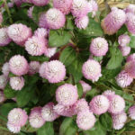 Spherical Flowers for Round Suburban Areas: Photo, Description