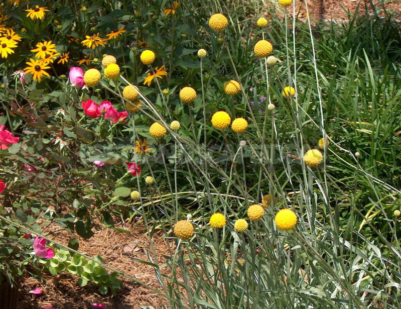 Spherical Flowers for Round Suburban Areas: Photo, Description