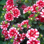 Dahlias: the Nuances of Care and Choice, the Advantages and Disadvantages
