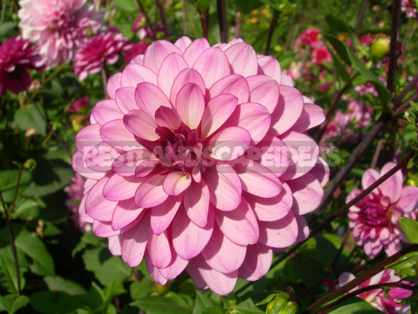 Dahlias: the Nuances of Care and Choice, the Advantages and Disadvantages