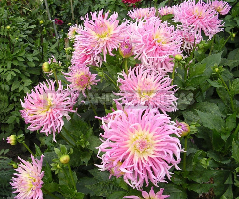 Dahlias: the Nuances of Care and Choice, the Advantages and Disadvantages