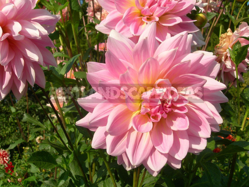 Dahlias: the Nuances of Care and Choice, the Advantages and Disadvantages