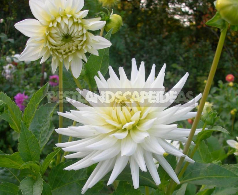 Dahlias: the Nuances of Care and Choice, the Advantages and Disadvantages
