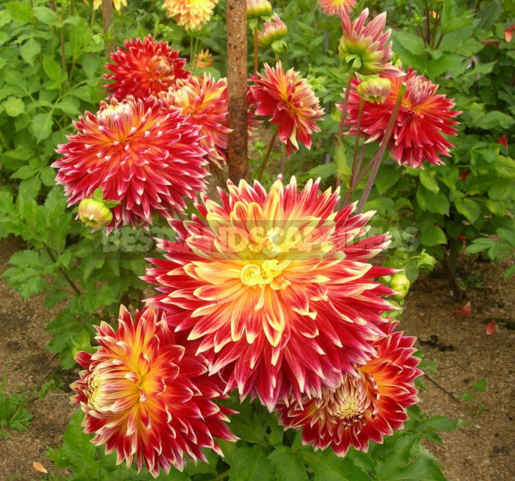 Dahlias: the Nuances of Care and Choice, the Advantages and Disadvantages