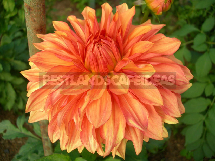 Dahlias: the Nuances of Care and Choice, the Advantages and Disadvantages