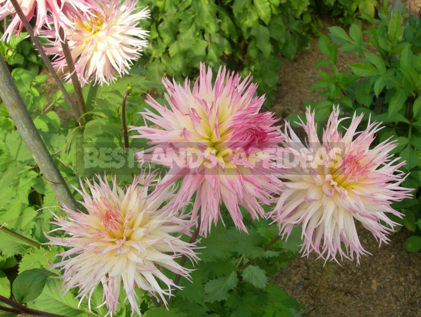 Dahlias: the Nuances of Care and Choice, the Advantages and Disadvantages