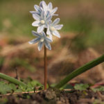 Puschkinia in the Garden: Planting, Care, Reproduction, Accommodation