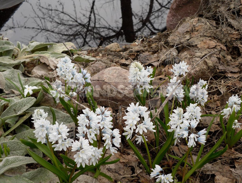 Puschkinia in the Garden: Planting, Care, Reproduction, Accommodation