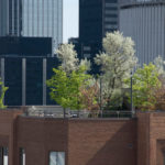 Roof Garden: a New Wave of Landscaping Captures the City